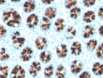ITLN1 Antibody / Intelectin 1 / Omentin