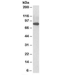 ODF2 Antibody