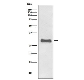 Western blot testing of human fetal brain lysate with PrP antibody. Expected molecular weight: 20-29