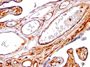Moesin Antibody