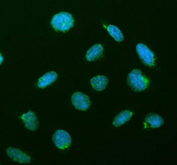 Immunofluorescent staining of CREB3L2 using anti-CREB3L2 antibody (green). CREB3L2 was detected in a