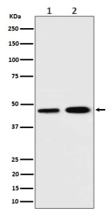 Western blot analysis of TIMM44 expression in (1) human K562 cell lysate; (2) rat C6 cell lysate usi