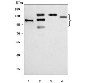 Western blot testing of 1) human HT-1080, 2) human HeLa, 3) human A431 and 4) rat C6 cell lysate wit