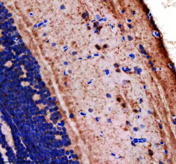Immunohistochemical analysis of Lonp1 protein using Zebrafish Lonp1 antibody and paraffin-embedded z