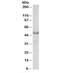 Western blot testing of mouse heart lysate with CHRM1 antibody at 0.3ug/ml. Predicted molecular weig