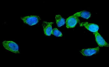 AGFG1 Antibody