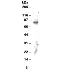 Western blot testing of human brain lysate with ELMO2 antibody at 2ug/ml. Predicted molecular weight