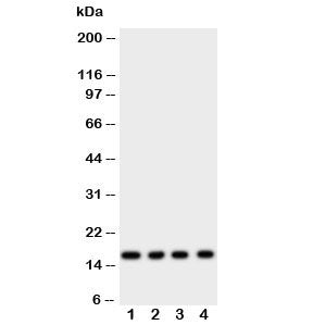 Myoglobin Antibody