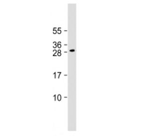 Western blot testing of DLX1 antibody at 1:2000 + mouse brain lysate. Predicted molecular weight ~27