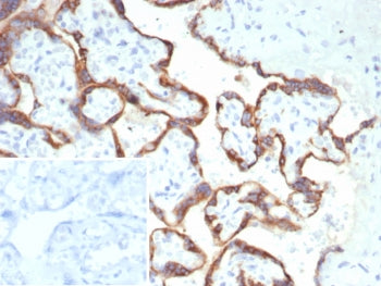 IHC staining of FFPE human placental tissue with HCG-alpha antibody (clone hCGa/7870). Inset: PBS us