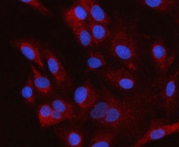 Immunofluorescent staining of FFPE human A549 cells with HSD3B7 antibody (red) and DAPI nuclear stai