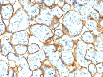 IHC testing of FFPE human placental tissue with recombinant Insulin Receptor alpha antibody (clone I