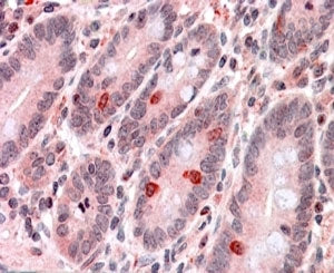 IHC testing of FFPE human small intestine with GNAT3 antibody at 4ug/ml. HIER: steamed with pH6 citr