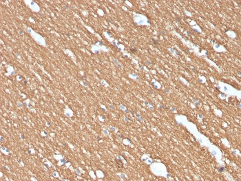 MBP Antibody / Myelin Basic Protein