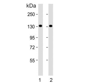 Western blot testing of human 1) 293T and 2) Jurkat cell lysate with PFAS antibody. Predicted molecu