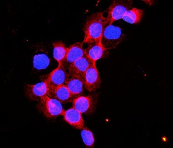 Flotillin 2 Antibody