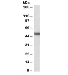GPR83 Antibody