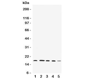 FAT10 Antibody