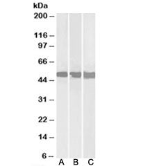 DDX6 Antibody