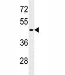 GFAP Antibody / Glial Fibrillary Acidic Protein, 0.4ml