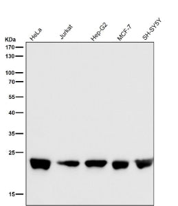 Western blot testing of human samples using the RALA antibody at 1:5000 dilution for 1 hour at room 