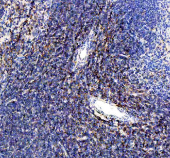 Immunohistochemical staining of FFPE mouse spleen tissue with CD80 antibody, HRP-secondary and DAB s