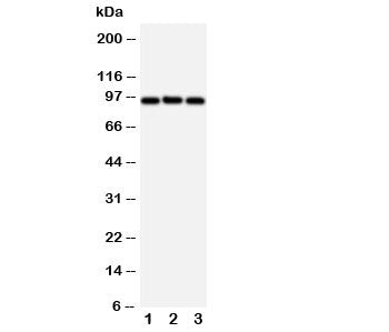 ABCB6 Antibody