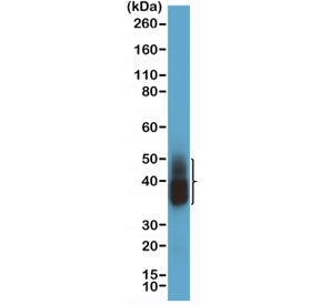 Western blot testing of human lung tissue with recombinant Napsin-A antibody at 1:2000 dilution. Exp