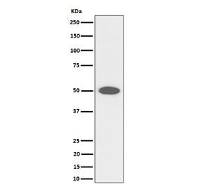 Western blot testing of human HeLa cell lysate with CEP43 antibody. Predicted molecular weight ~43 k