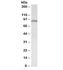E2F7 Antibody