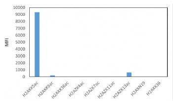 This recombinant Acetyl-Histone H2A.X antibody specifically reacts to Histone H2AX acetylated at Lysine 5 (K5ac). No or limited cross reactivity with acetylated Lysine 9 (K9ac), Lysine 36 (K36ac) in Histone H2AX, Lysine 4 (K4ac), Lysine 7 (K7ac), Lysine 11 (K11ac), Lysine 13 (K13ac) in Histone H2AZ, or non-modified Asparagine 19 (N19), Lysine 36 (K36) in Histone H2AX.