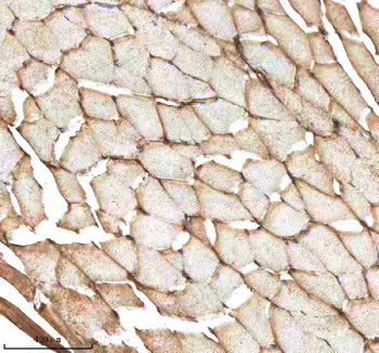 IHC staining of zebrafish Mmp9 protein using Zebrafish Mmp9 antibody, HRP-labeled secondary and DAB 