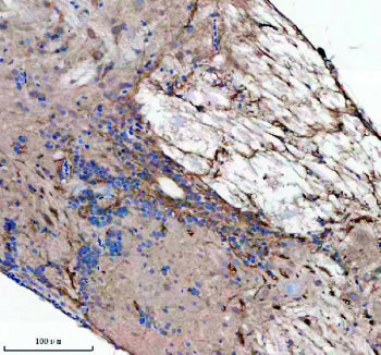 Immunohistochemical analysis of Lzic protein using Zebrafish Lzic antibody and paraffin-embedded spi
