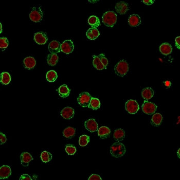 CD3 Antibody