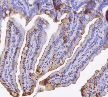 Bid Antibody