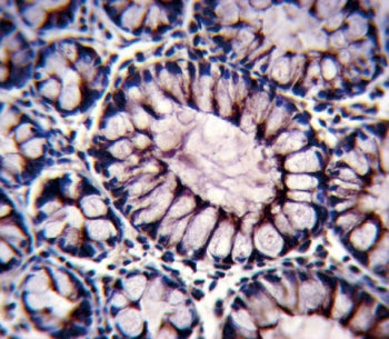 IHC testing of FFPE human colon tissue with PIGR antibody. HIER: steam section in pH6 citrate buffer