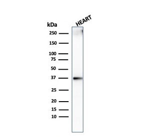 Western blot testing of human heart lysate with recombinant Histone H1 antibody (clone AE-4). Predic
