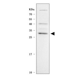 APRIL Antibody / TNFSF13 / PHAPI2