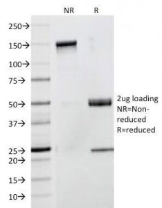 SDS-PAGE Analysis of Purified, BSA-Free CD53 Antibody (clone 63-5A3). Confirmation of Integrity and 