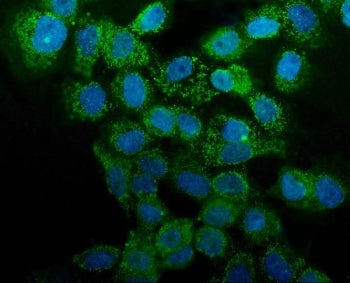 Immunofluorescent staining of FFPE human A431 cells with Annexin A1 antibody (green) and DAPI nuclea