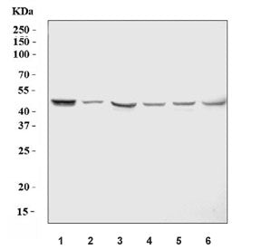 Western blot testing of 1) human U-251, 2) human SH-SY5Y, 3) rat brain, 4) rat C6, 5) mouse brain an