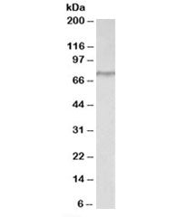 Western blot testing of HeLa lysate with CRTC2 antibody at 2ug/ml. Predicted molecular weight: ~73 k