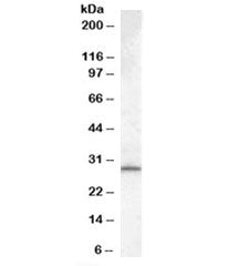 Western blot testing of human testis lysate with MTHFD2L antibody at 0.1ug/ml. Predicted molecular w