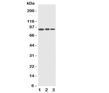 Western blot testing of CDC5L antibody and Lane 1: HeLa; 2: Raji; 3: A549 cell lysate. Predicted/obs