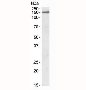 Western blot testing of human brain (cerebellum) lysate with EPB41L3 antibody at 0.3ug/ml. Predicted