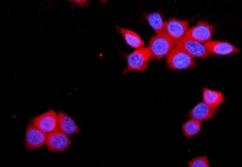 Immunofluorescent staining of FFPE human MCF7 cells with F11R antibody (red) and DAPI nuclear stain 