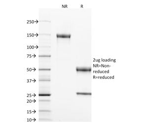 SDS-PAGE analysis of purified, BSA-free CD40 antibody (clone T8P2G4*A6) as confirmation of integrity