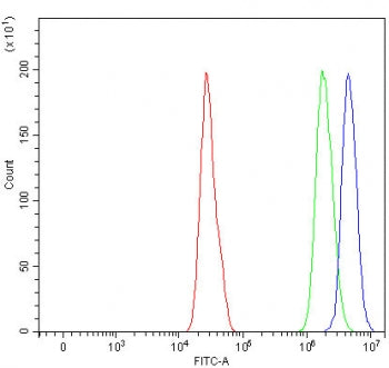 POLR1C Antibody