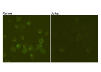 ICC/IF testing of Ramos cells (positive cell line, left) and Jurkat cells (negative cell line, right
