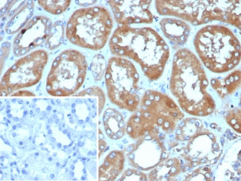 IHC staining of FFPE human kidney tissue with Deleted in breast cancer 2 antibody (clone DBC2/4570).